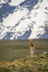 Guanaco stands on grassy ridge facing away