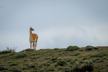 Guanaco stands on hilltop beneath cloudy sky