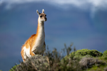 Guanaco stands on rocky ridge in mountains