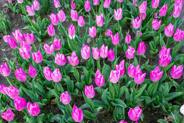 Close up Dutch flowering growing double early tulip variety called Light Pink Prince seen from the...