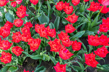 Close up Dutch flowering growing double early tulip variety called FIRST PRICE seen from the top to the ground