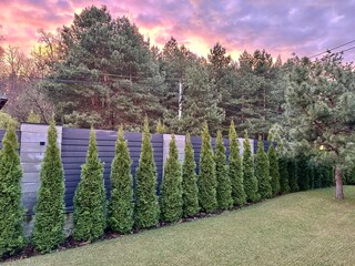 Green thujas are planted in a row on a green lawn. Landscaping in the courtyard of a private house. Thuja hedge at sunset.