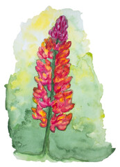 beautiful lupine flower. botanical watercolour illustration.  isolated on white background. 
