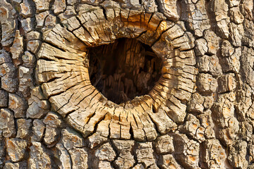Hollow tree trunk with hole to enter inside. Large opening at the base of a trunk. Darkness inside a tree and mysteries of the forest. Old tree with large hollow cavern inside, potential animal den