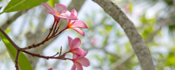 Colorful pink rainbow plumeria inflorescence in bloom on a sunny day