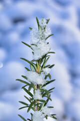 snow covered branches of a tree