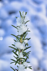 snow covered branches