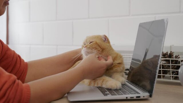 A woman, in her office at home, types on her laptop with her elderly cat perched on the desk. Their friendship and togetherness create a heartwarming scene of productivity and relaxation. pet love