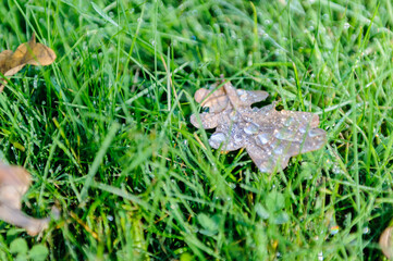 Water droplets on leaf