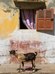 Une chèvre dans la ville de Saint louis du Sénégal en Afrique - obrazy, fototapety, plakaty