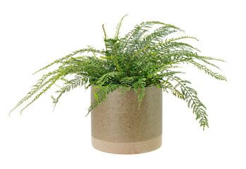 Fern png mockup in a ceramic pot