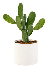 Indian fig prickly pear png cactus mockup