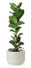 Fiddle leaf fig png mockup air-purifying plant