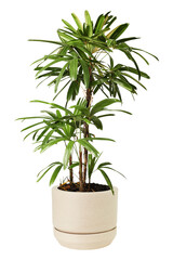 Areca palm png mockup plant