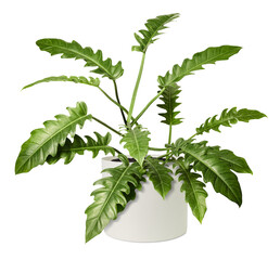 Philodendron xanadu png mockup in a ceramic pot