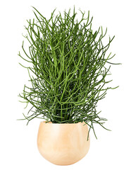 Pencil cactus png mockup in a ceramic pot