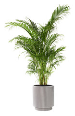Golden cane palm png mockup