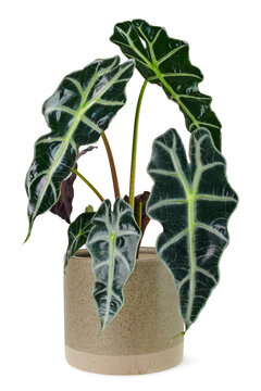 Alocasia polly png mockup in a ceramic pot
