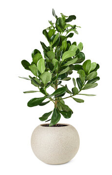 Clusia png plant mockup in a ceramic pot