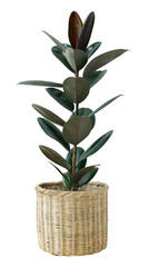 Rubber plant png mockup in a wicker pot air-purifying plant