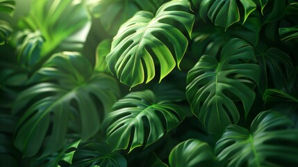 Philodendron leaves, perfect for educational materials.