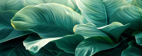 Philodendron leaves in summer. - obrazy, fototapety, plakaty