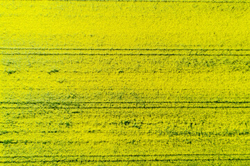 Yellow spring field crop of canola, rapeseed or viewed from drone. Top view.