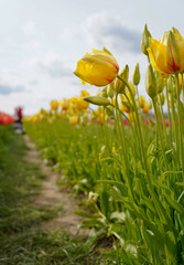 Row of yellow tulips in the field, people in the distance 