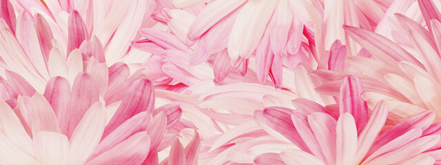 Pink chrysanthemum flower close up.  Floral spring background.   Nature.