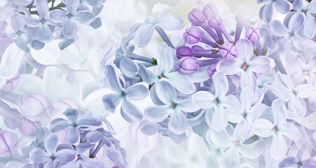 Floral spring background. Lilac flowers background. Nature.	
