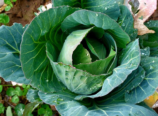 Edible green cabbage plant, with a bud, in the garden