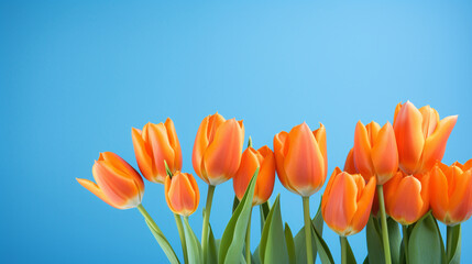 orange tulips on a blue background, natural lighting сreated with Generative Ai