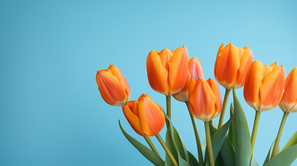 orange tulips on a blue background, natural lighting сreated with Generative Ai