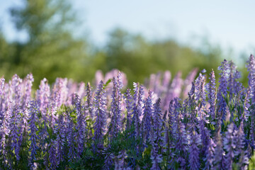	
Close-up of purple sage flowers blooming in a field. Medicinal herbs.	
