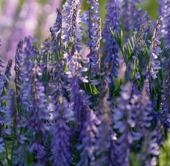 Close-up of purple sage flowers blooming in a field. Medicinal herbs.