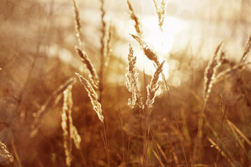 Golden ears of grass on the background of an autumn landscape. Small depth of field.     - 789343459