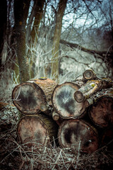 dry firewood in a gloomy foggy forest lying in stacks