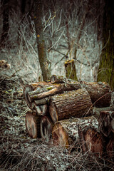 dry firewood in a gloomy foggy forest lying in stacks