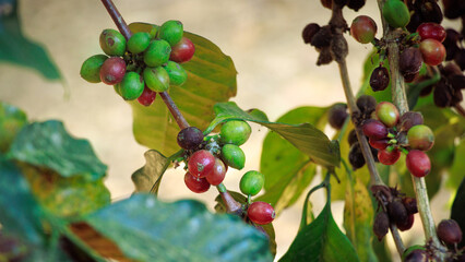 Raw arabica coffee beans in coffee plantation, Karnataka, india