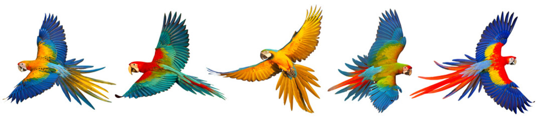 Set of macaw parrots isolated on transparent background png file