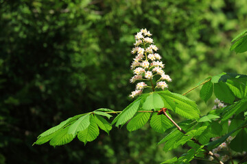 Fototapeta na wymiar Spring blossom, chestnut tree in park