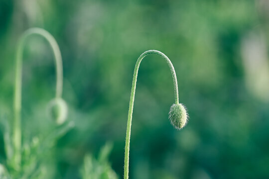 A grass flower bud about to bloom - macro shot. 