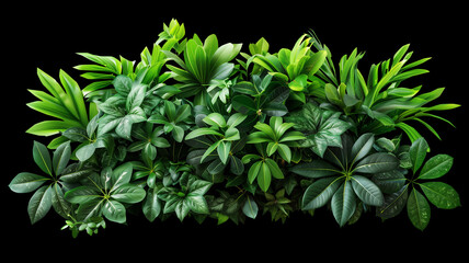 The lush and vibrant foliage of tropical foliage forms the basis of an elegant design, clipping paste.