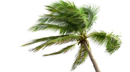 Fototapeta na wymiar Palm tree clipart swaying in the breeze.
