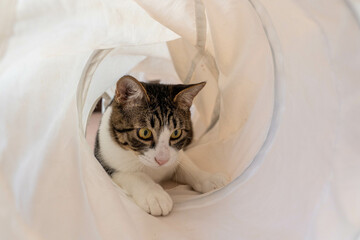 愛しき猫たち