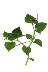 close up of Peperomia pellucida or pepper elder plant, shining bush plant, and man to man isolated on transparent background