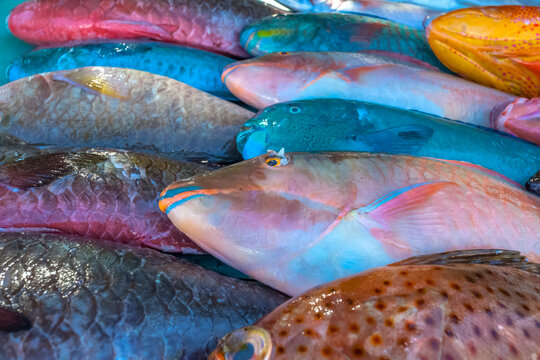 Poissons-perroquets sur l&rsquo;&eacute;tal d&rsquo;un poissonnier &agrave; l&rsquo;&icirc;le Maurice 