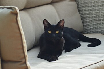 Black cat on a sofa