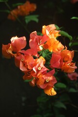 red rose in the garden