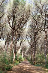 Panorama from the main path in the maritime pine forest of the Tombolo reserve in Bibbona, Tuscany, Italy